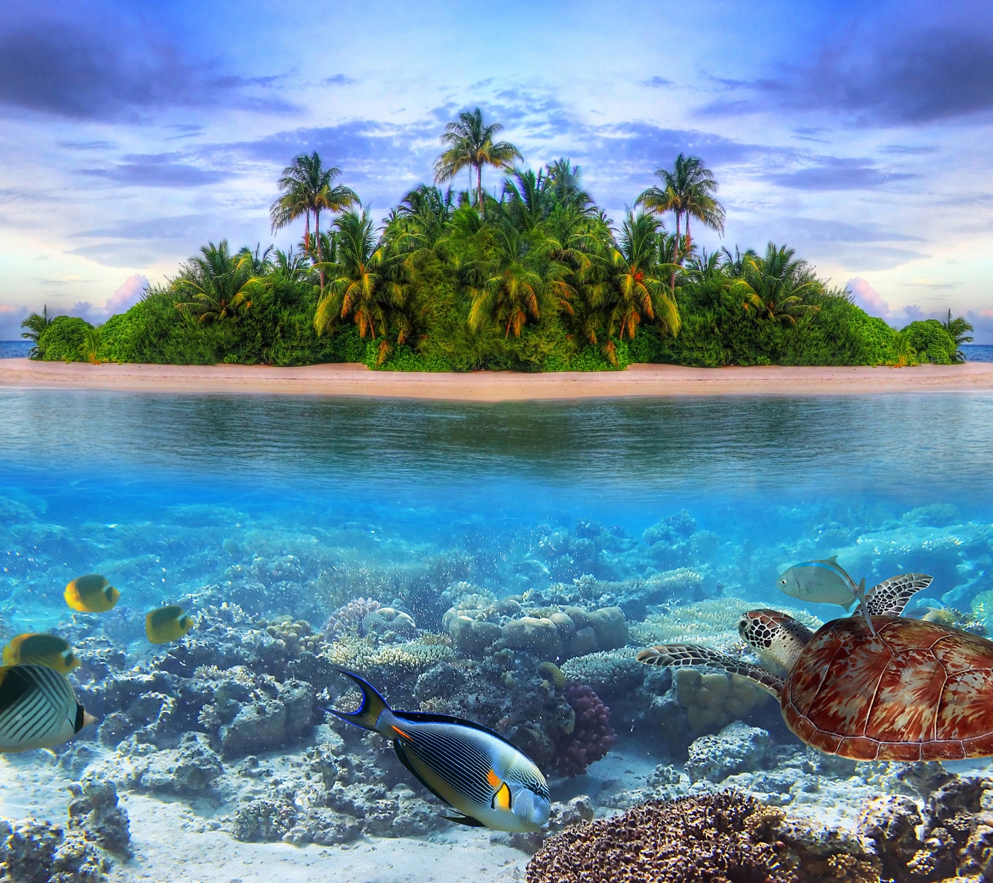 Marine Llife On A Tropical Island