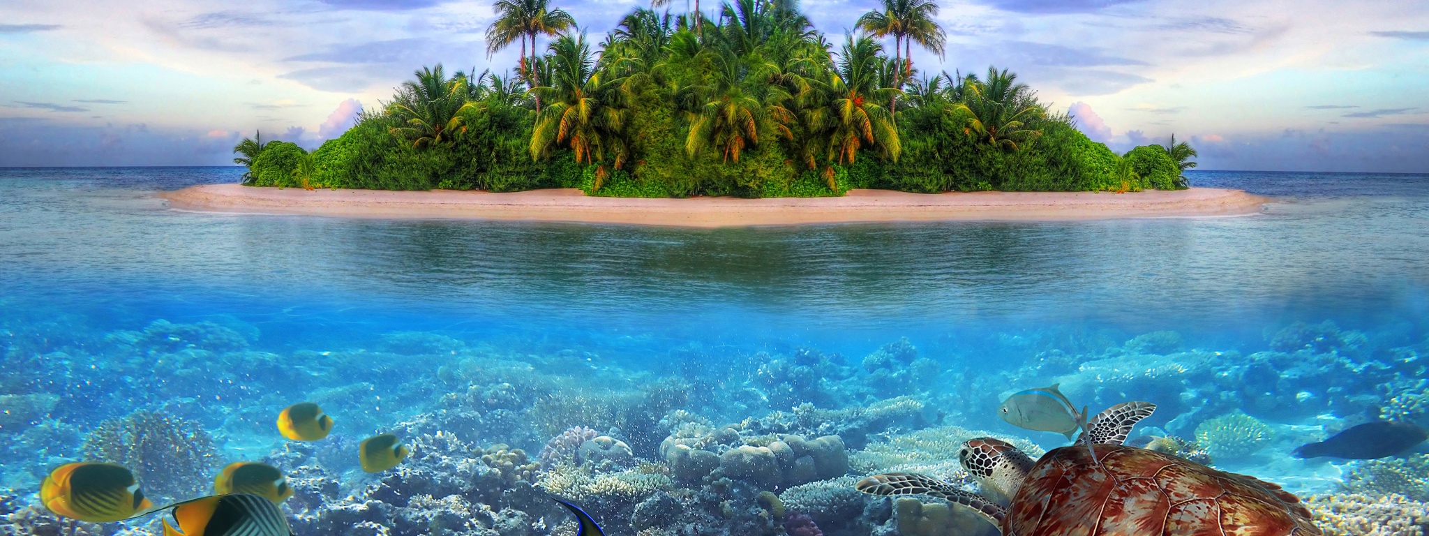 Marine Llife On A Tropical Island