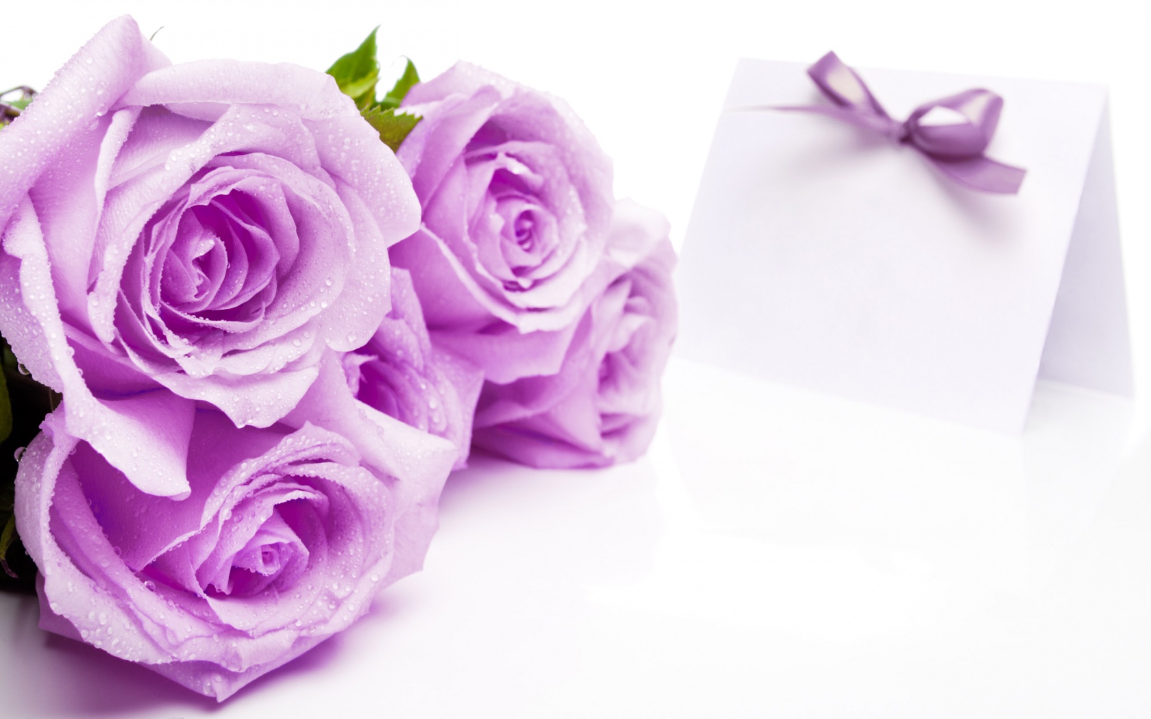 Mauve Roses