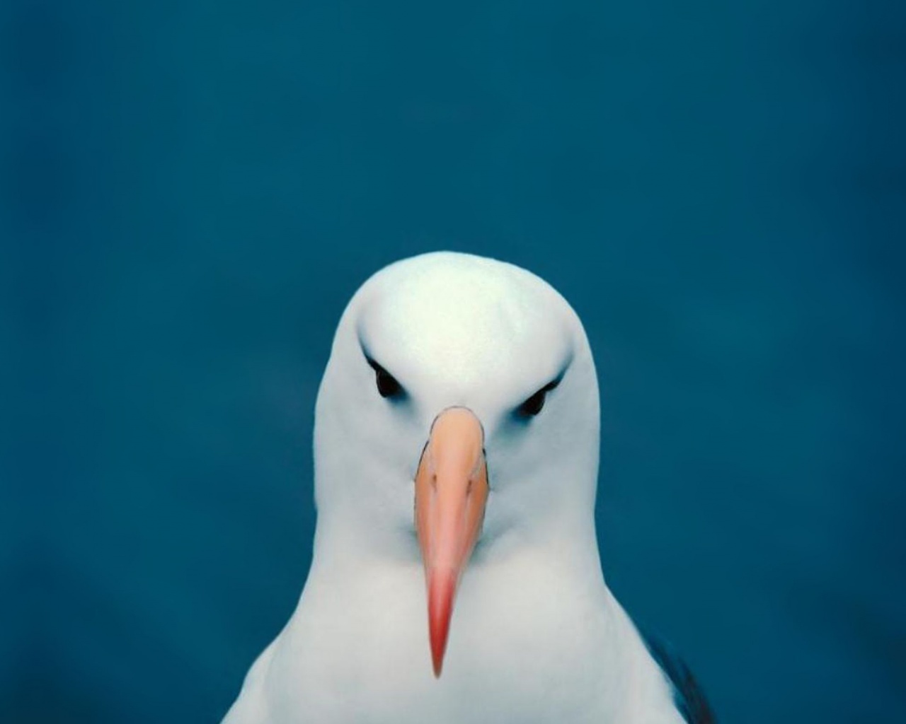 Minimalistic Funny Head Seagulls