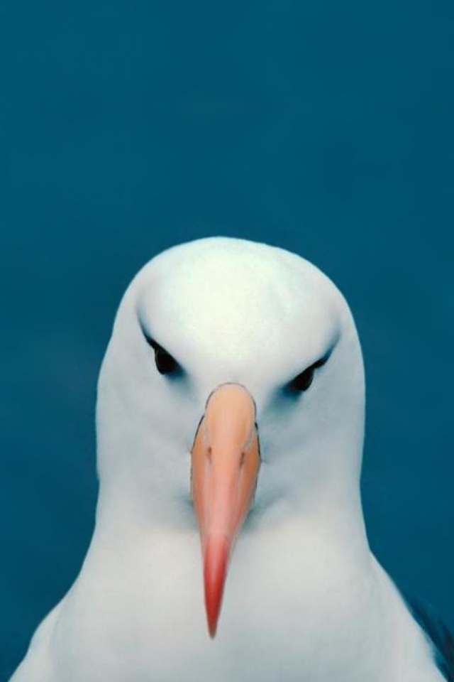 Minimalistic Funny Head Seagulls