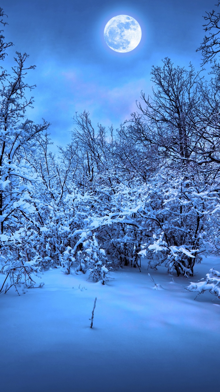 Moonlight On The Snowy Woods