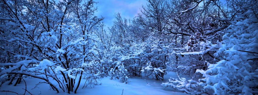 Moonlight On The Snowy Woods