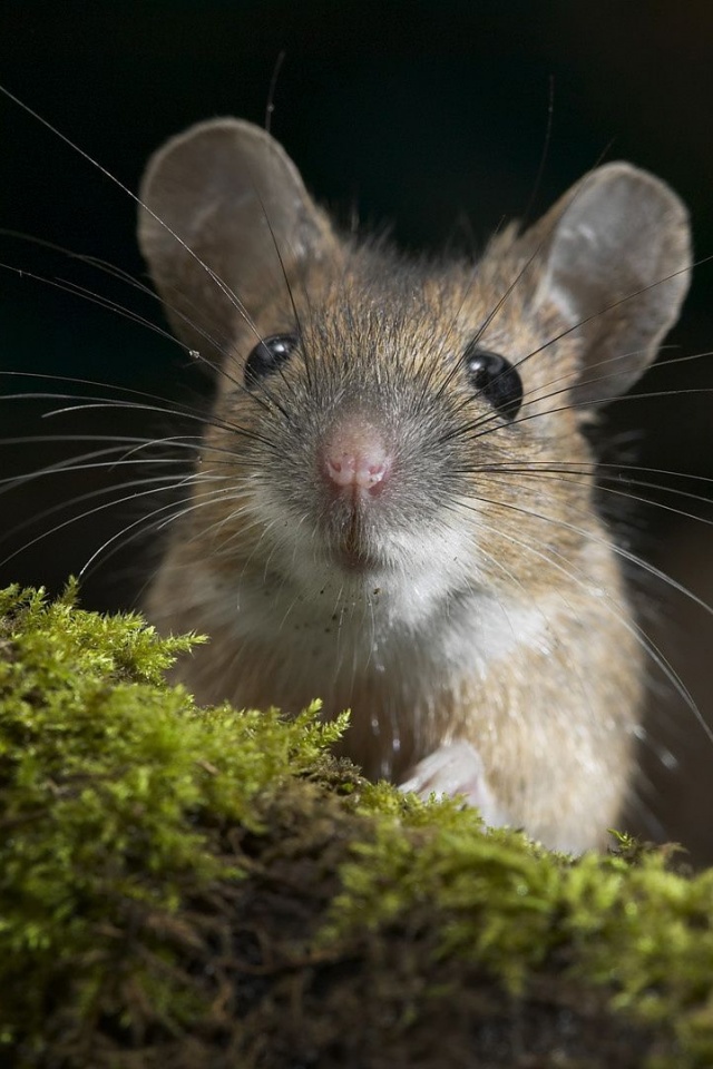 Moustache Mouse Curiosity