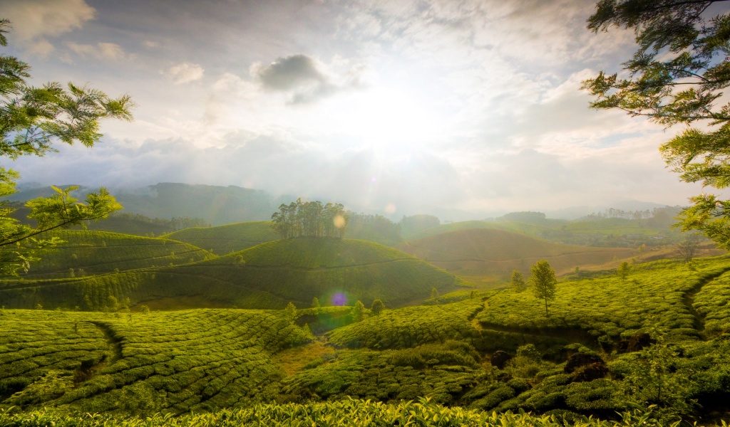 Munnar Hill Station Kerala India