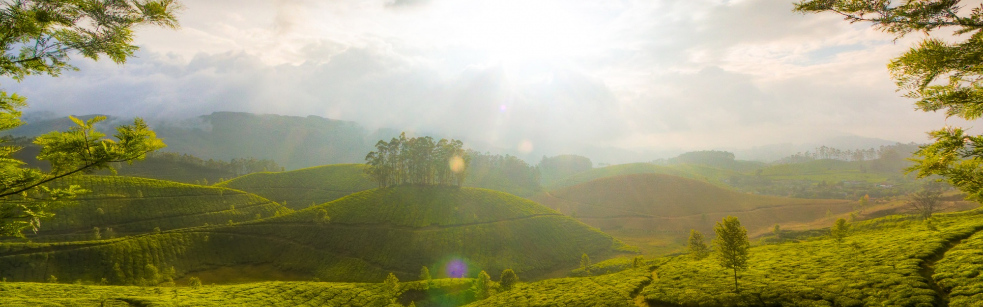 Munnar Hill Station Kerala India