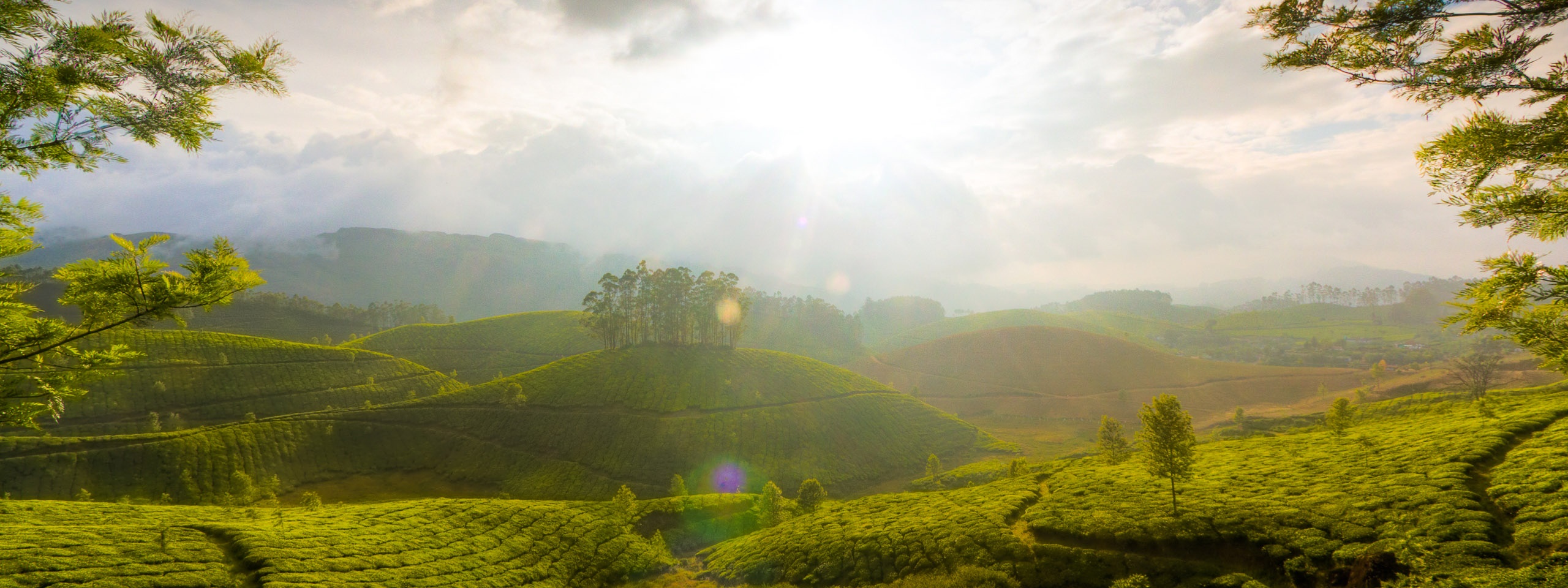 Munnar Hill Station Kerala India