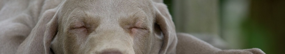Muzzle Dog Dream