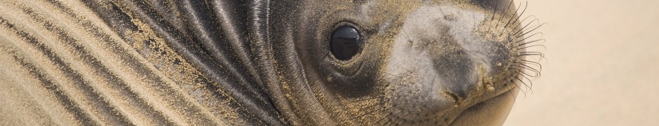Muzzle Seal Eyes Look Sand