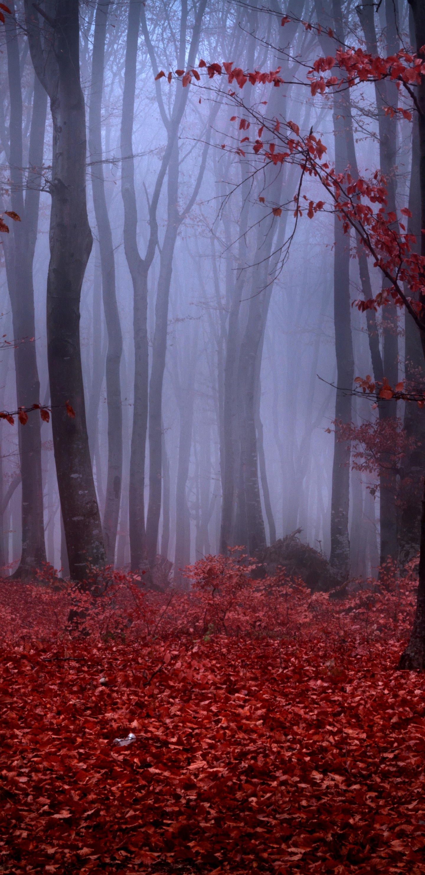 Mystical Foggy Forest In Autumn