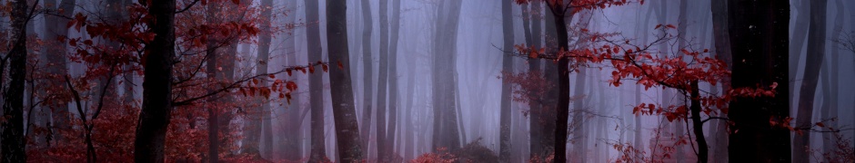Mystical Foggy Forest In Autumn