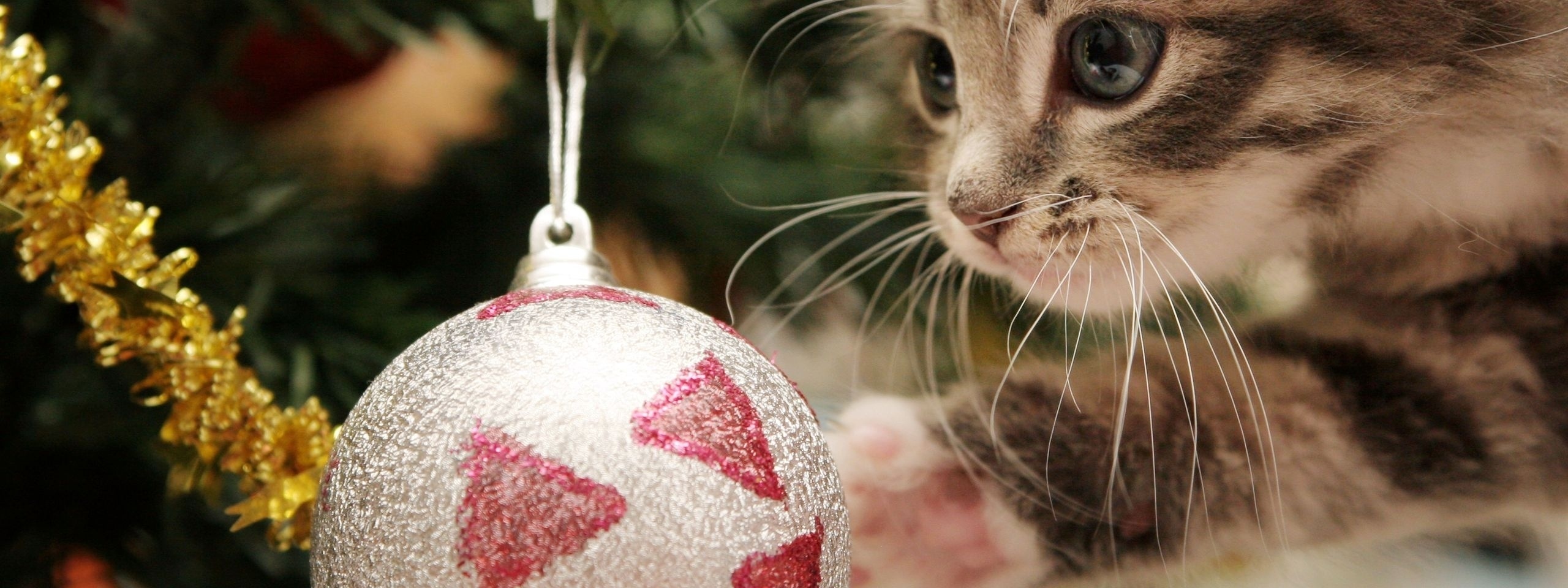 New Year Christmas Kitten