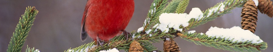 Northern Cardinal Cardinal Redbird Cones Branch Birdie