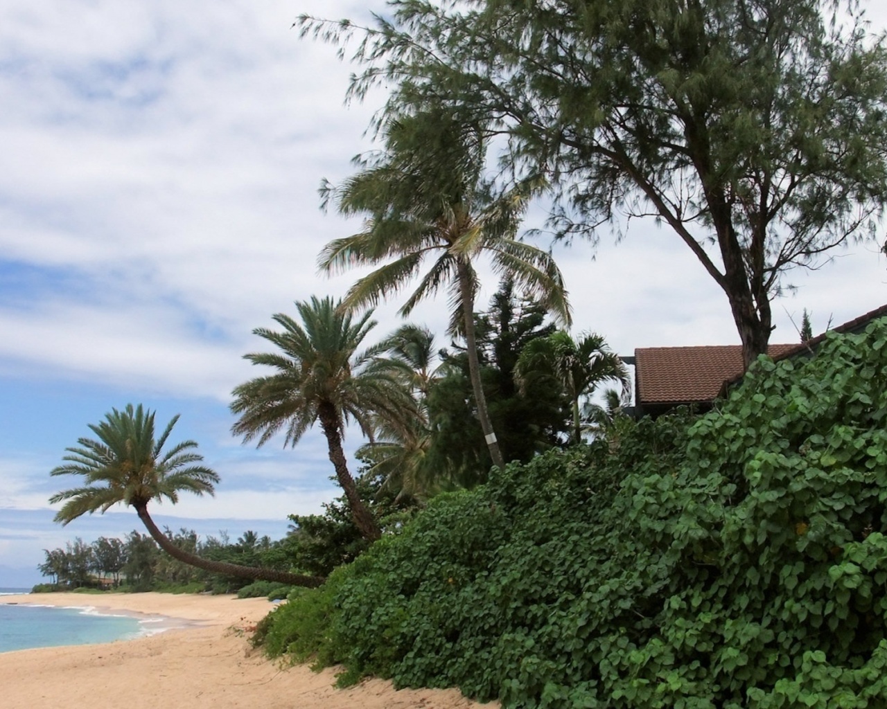 Oahu Beach Nature Landscapes