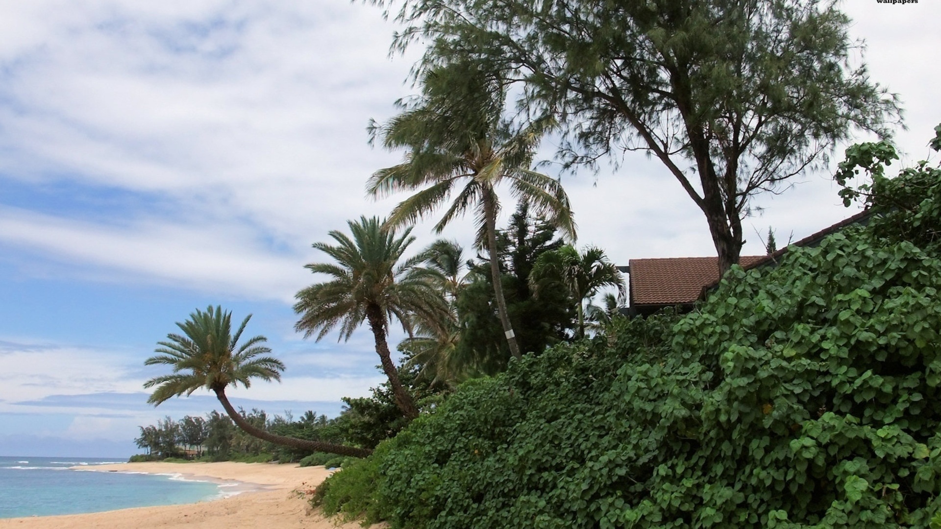 Oahu Beach Nature Landscapes