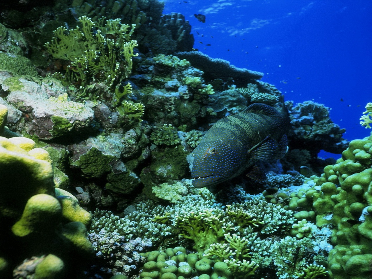 Ocean Fish Seabed Nature