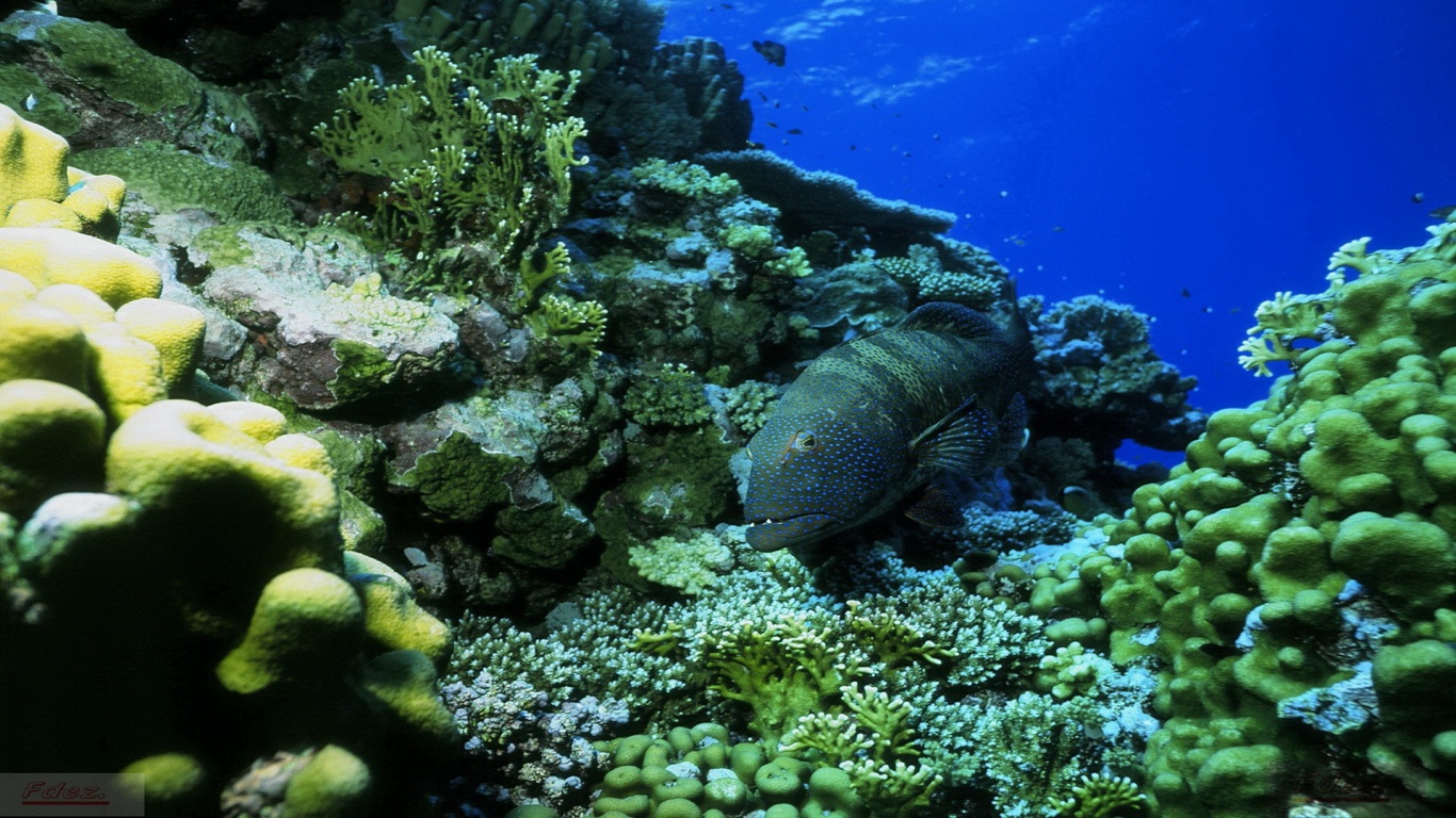 Ocean Fish Seabed Nature