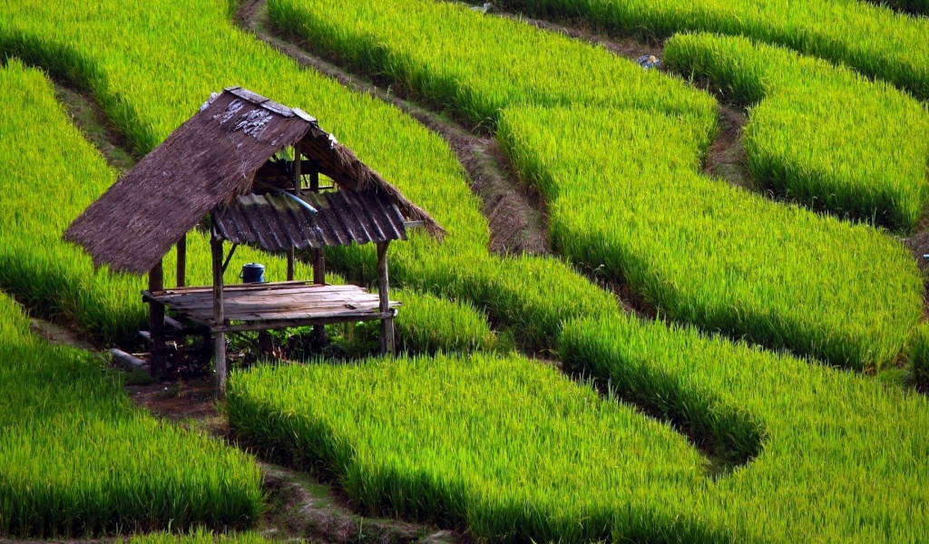 Paddy Fields Houses Beautiful Nature Landscapes