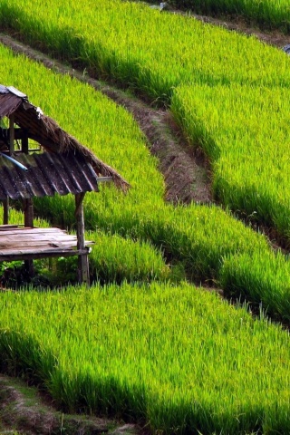 Paddy Fields Houses Beautiful Nature Landscapes