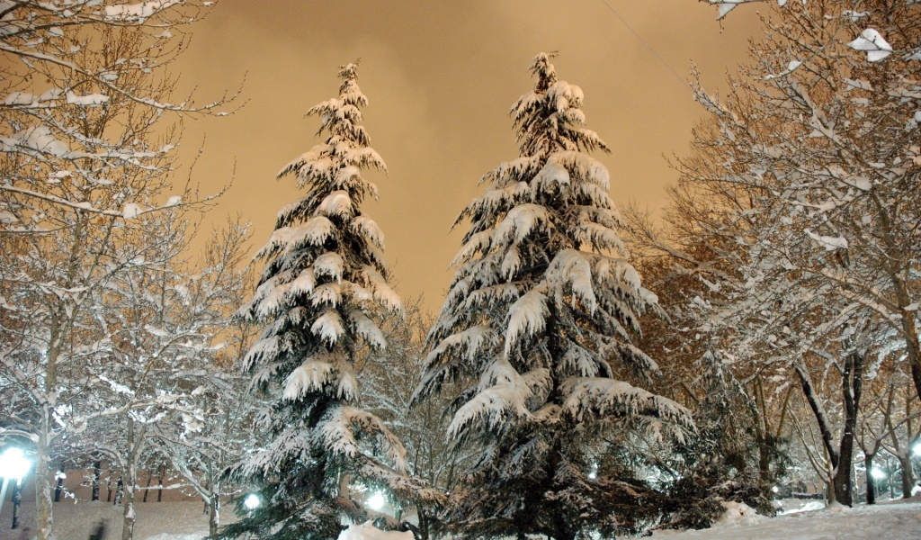 Park Fir Trees Snow Winter