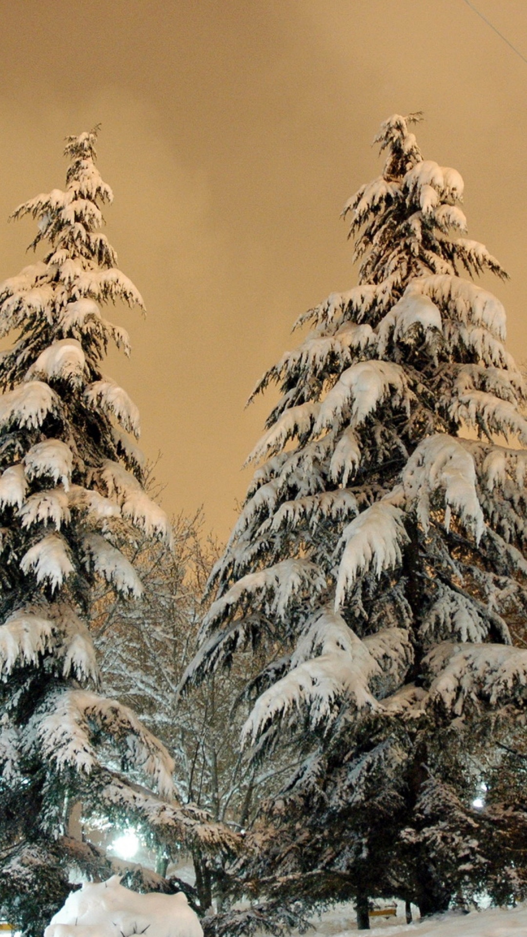 Park Fir Trees Snow Winter