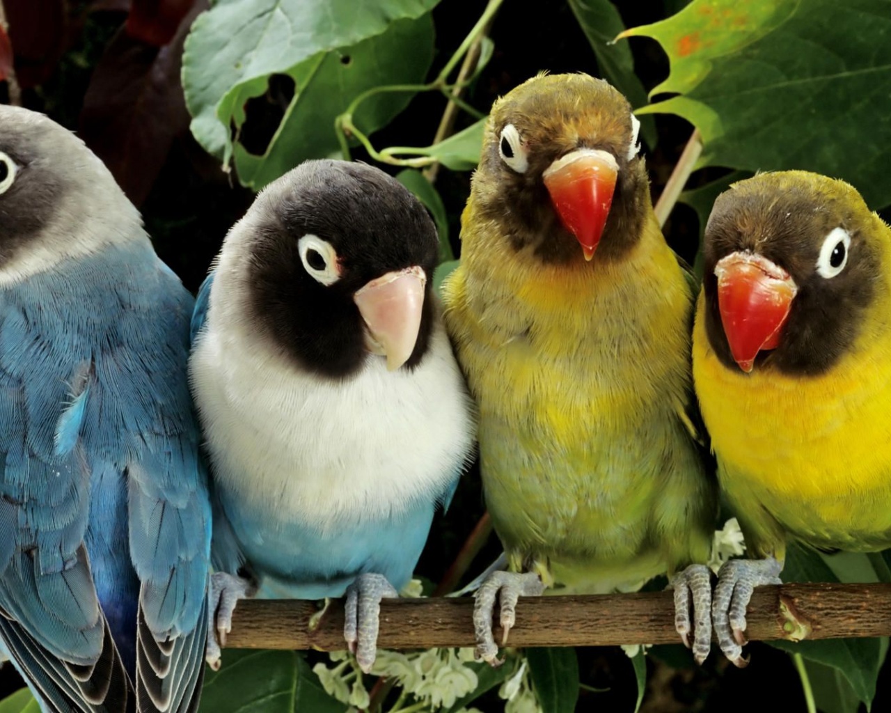 Parrot Branch Paint Four Parrots Bird