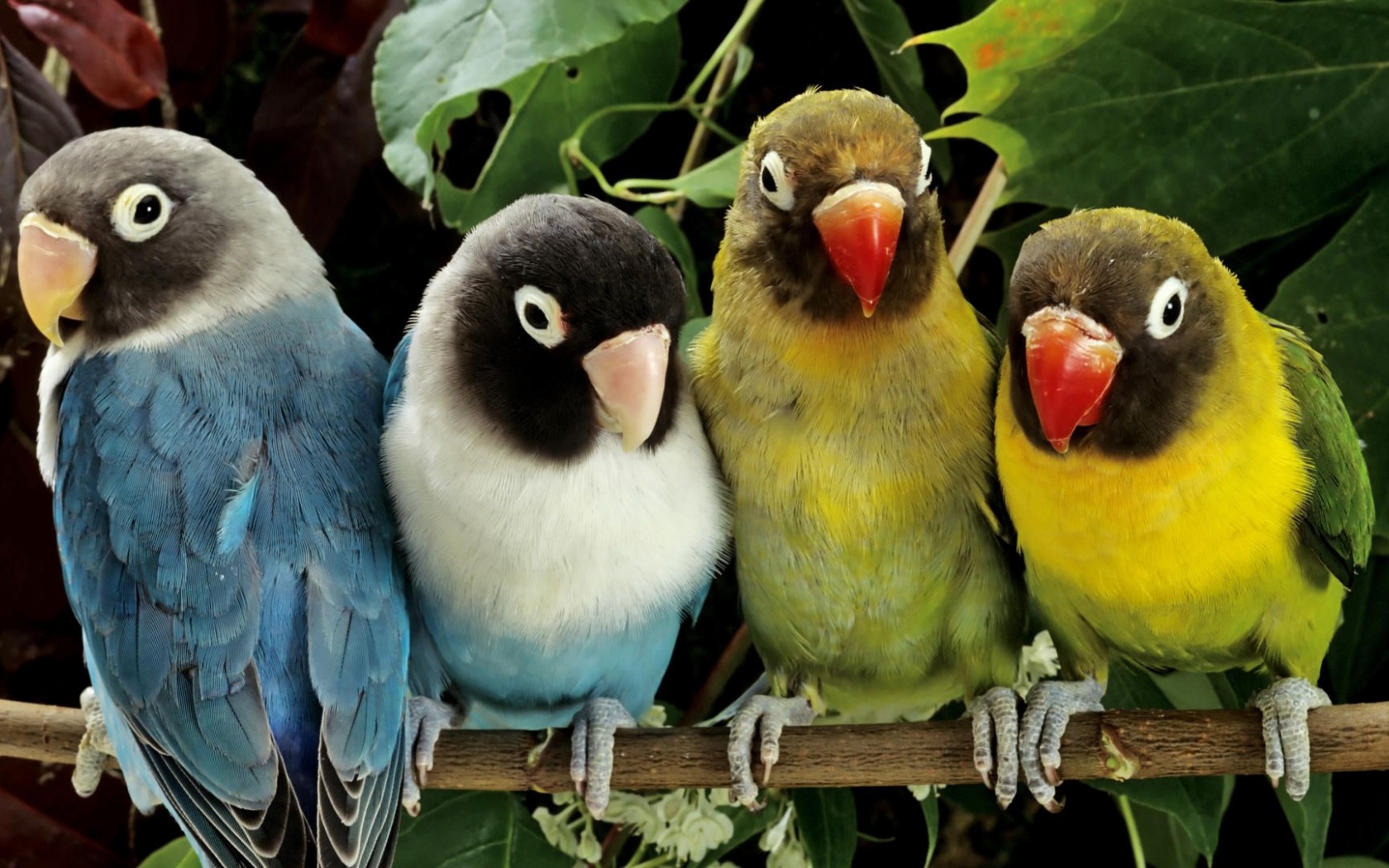 Parrot Branch Paint Four Parrots Bird