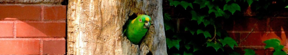 Parrot Tree