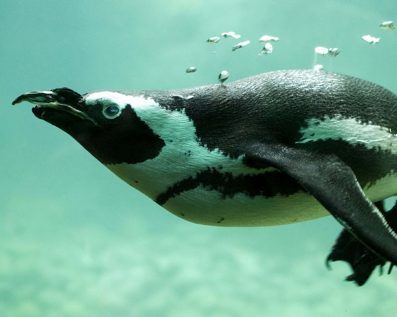 Penguin Swimming