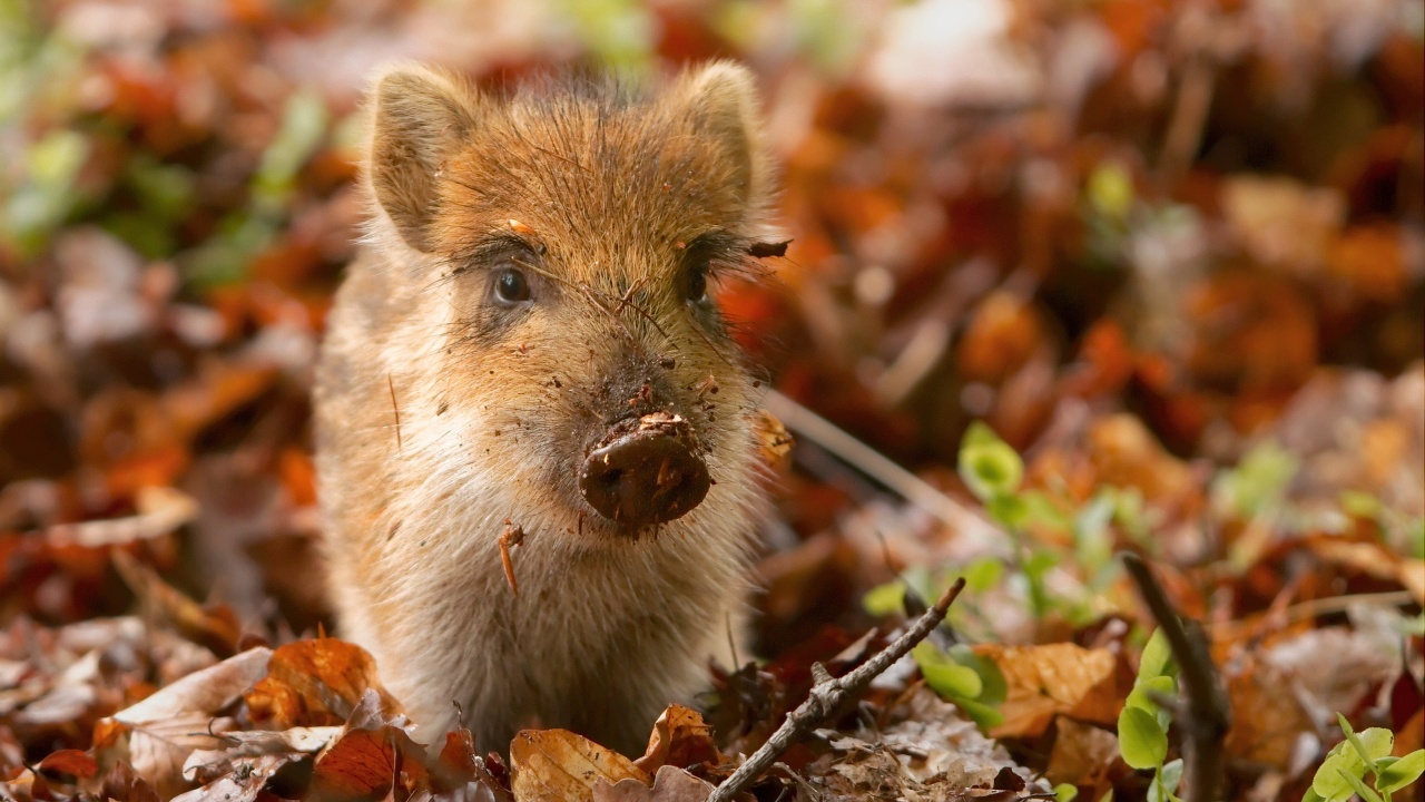 Pig And Autumn Leaves
