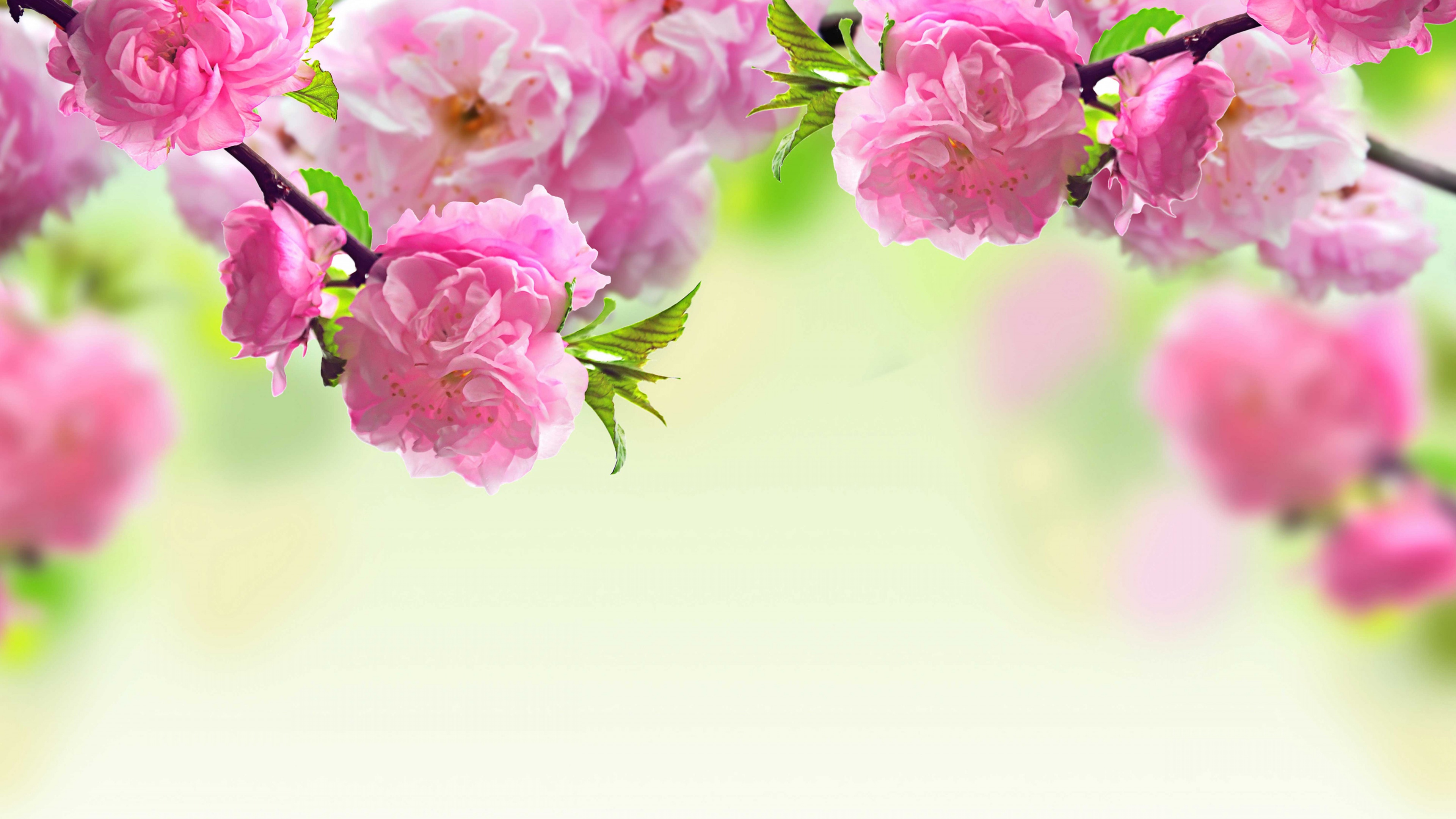 Песня день рождения весны. Розовые цветы. Цветочный фон. Весенний фон. Весенние цветы.