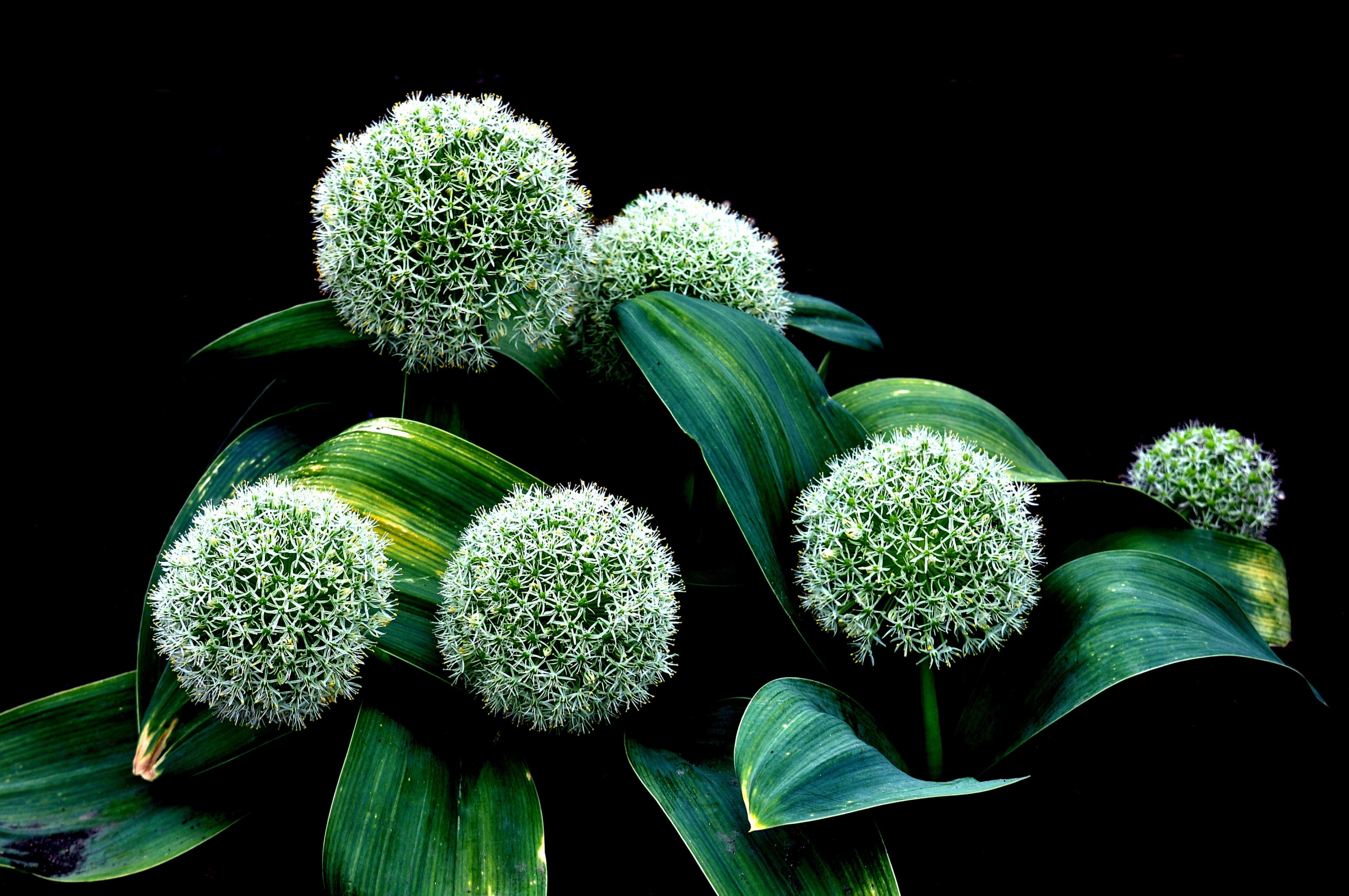 Plant Allium Karataviense