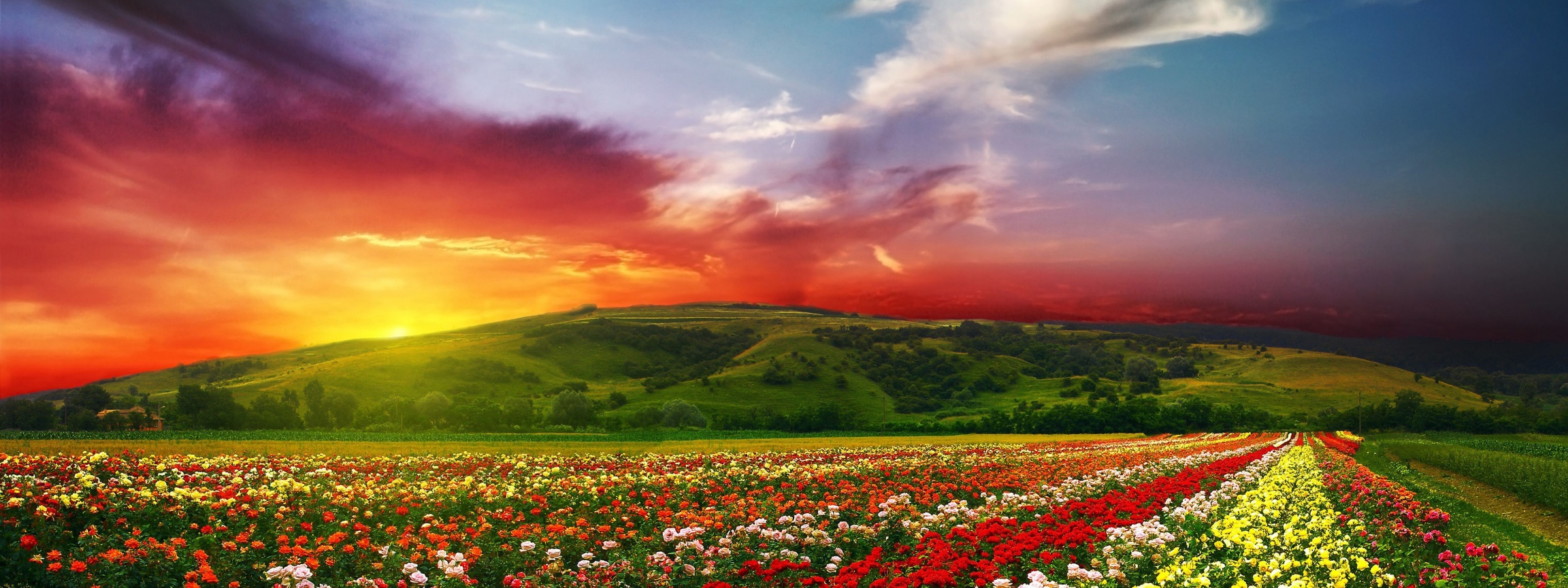 Psychedelic Floral Fields