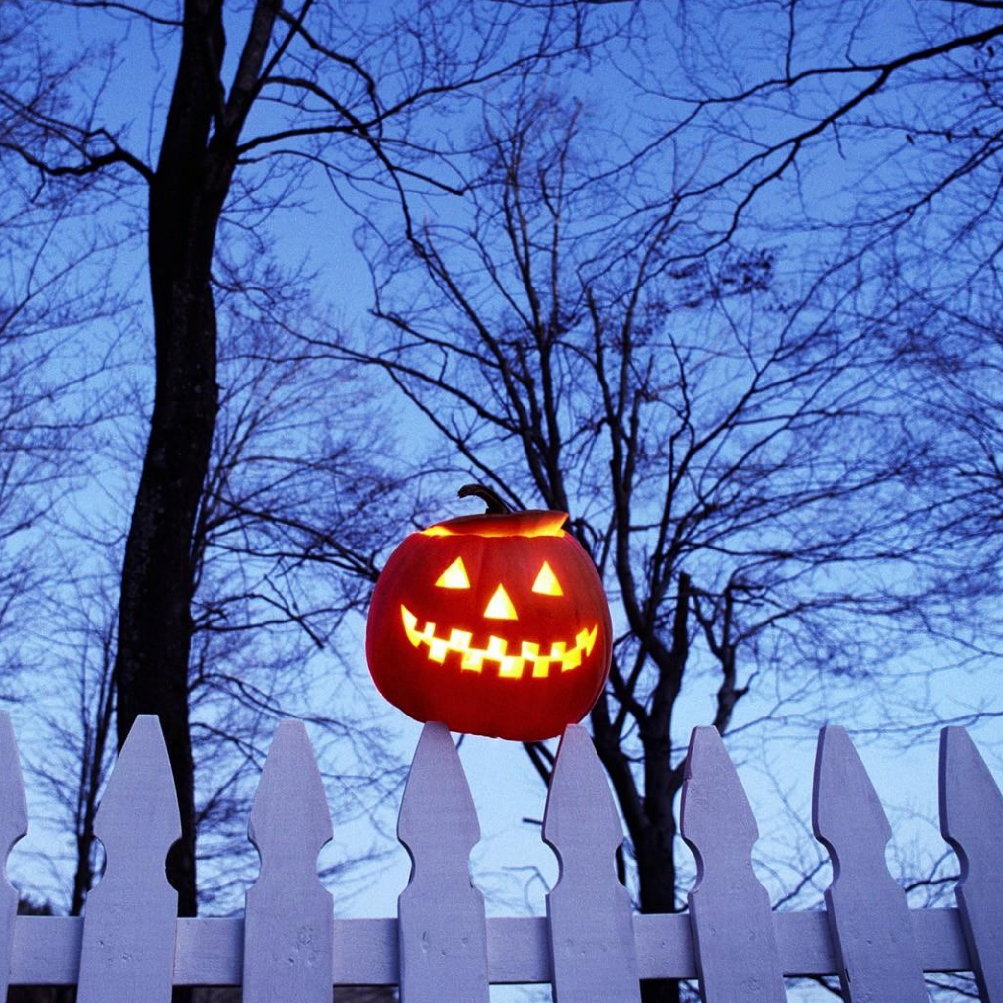 Pumpkin On Fence