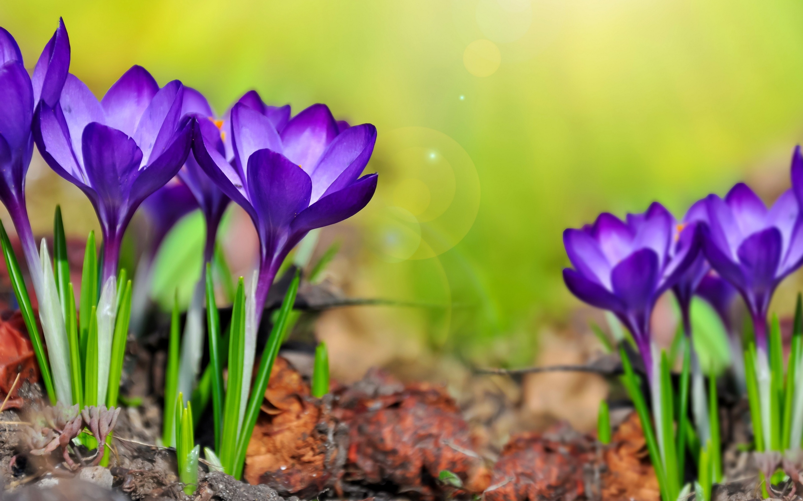 Purple Crocuses Spring Flowers