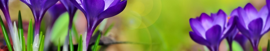 Purple Crocuses Spring Flowers