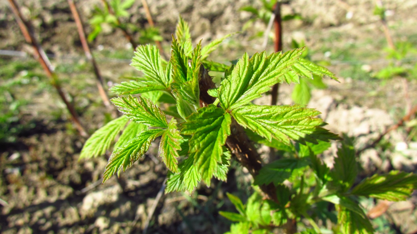 Raspberry In Early Spring