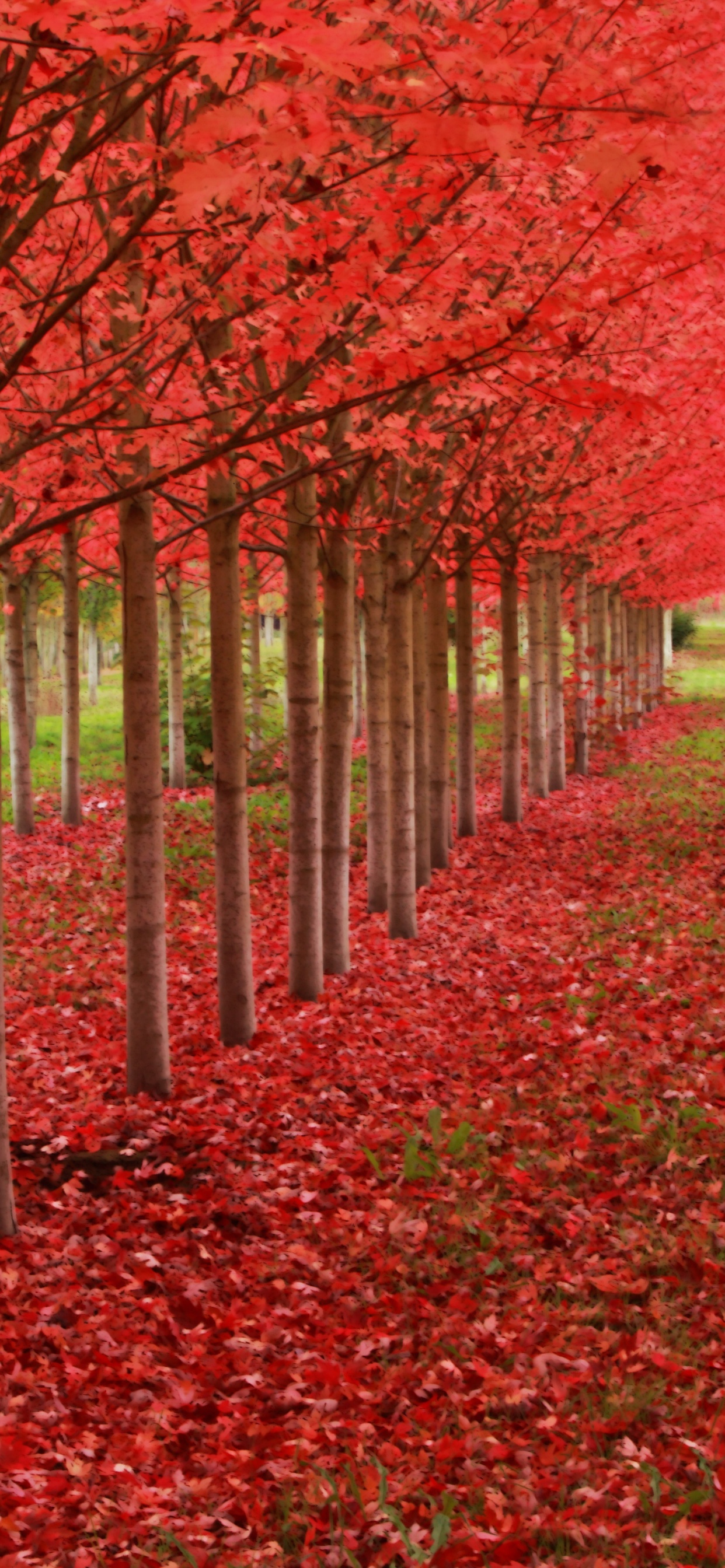 Red Autumn Trees