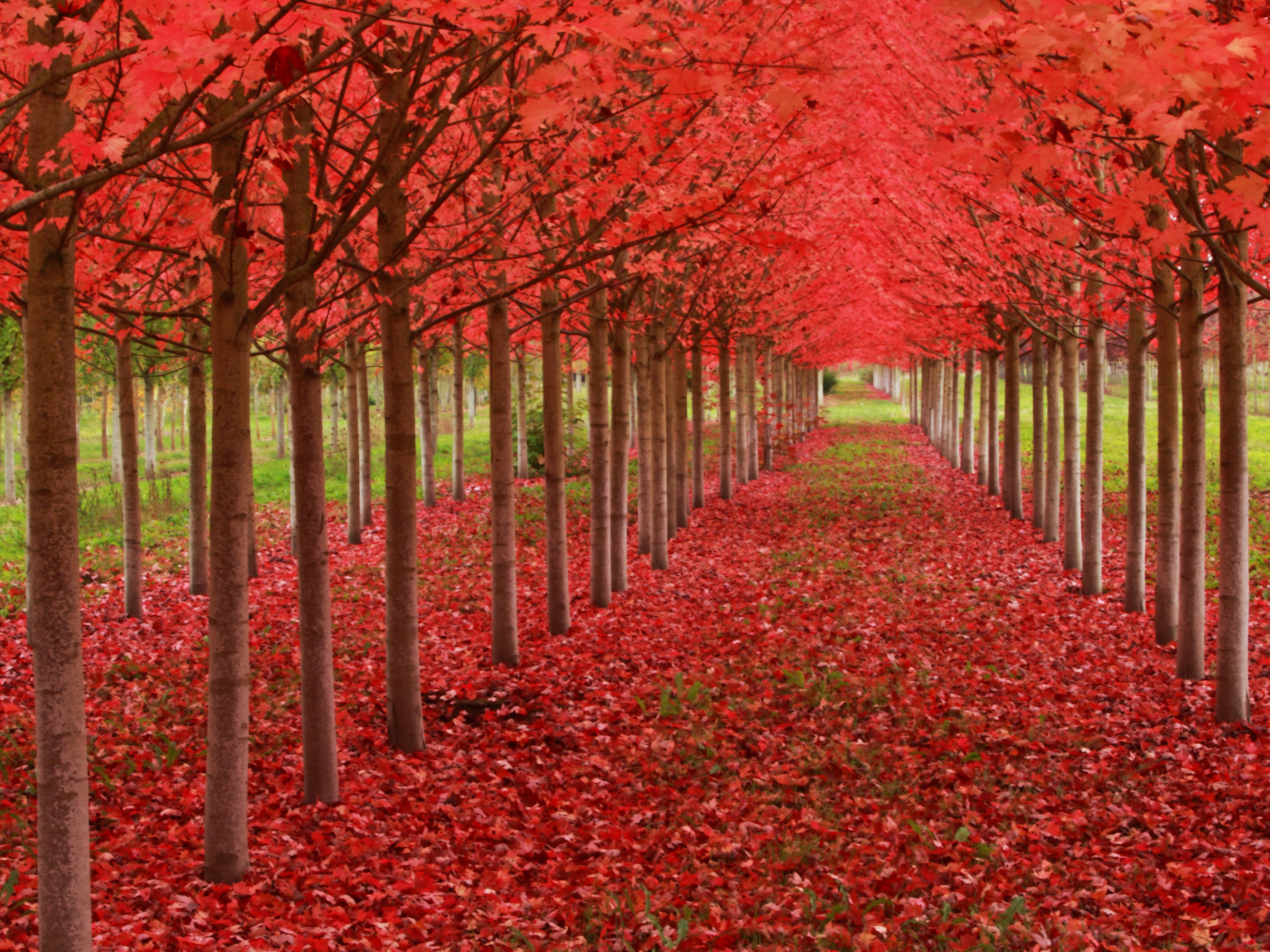 Красивое красное дерево. Кленовая аллея в Орегоне. Японский клен Орегон. Красивое дерево. Самые красивые деревья.