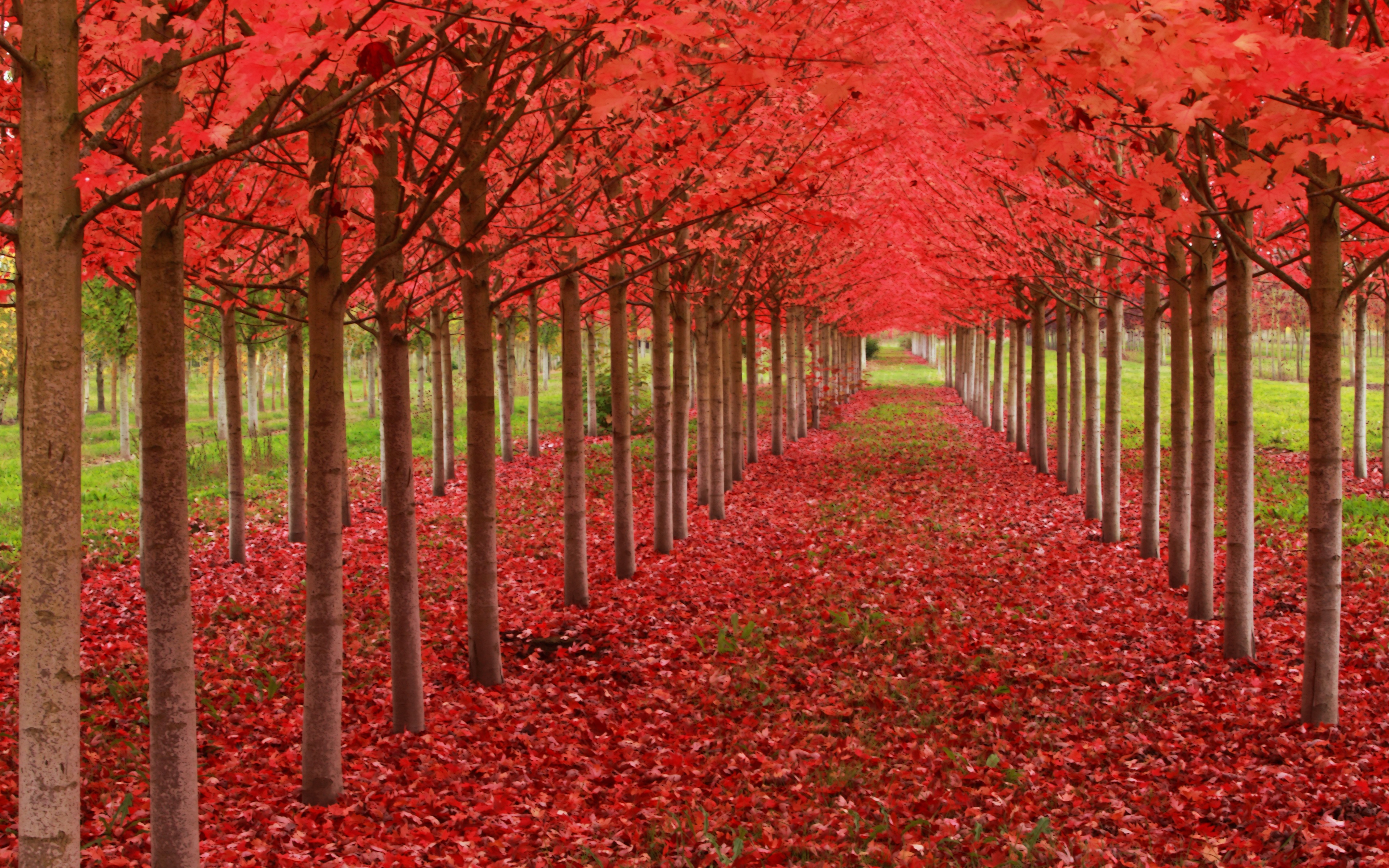Красивое красное дерево. Красное дерево. Красная осень. Красная аллея. Осенняя аллея.