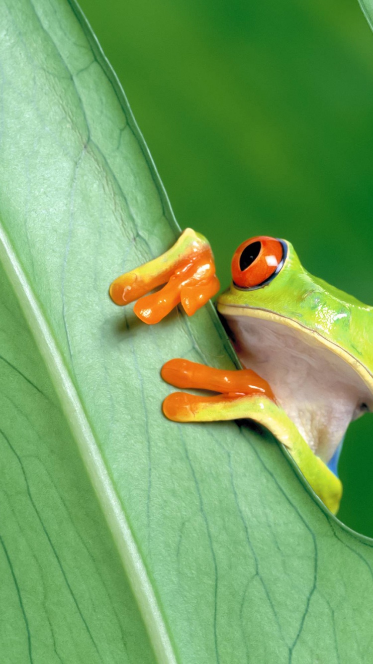 Red Eyed Tree Frog