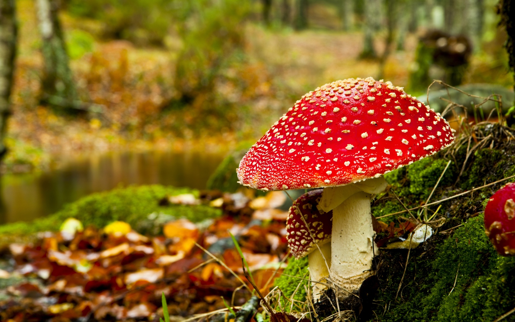 Red Mushroom In Forest