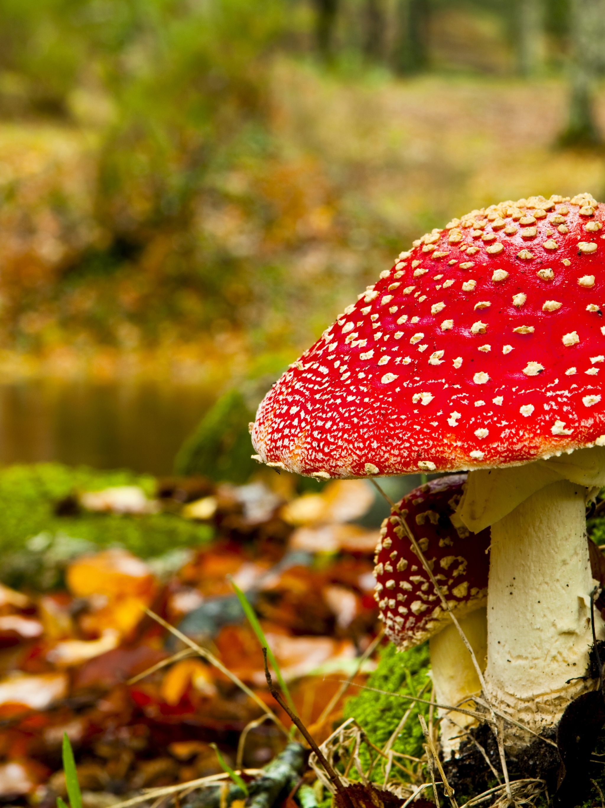 Red Mushroom In Forest