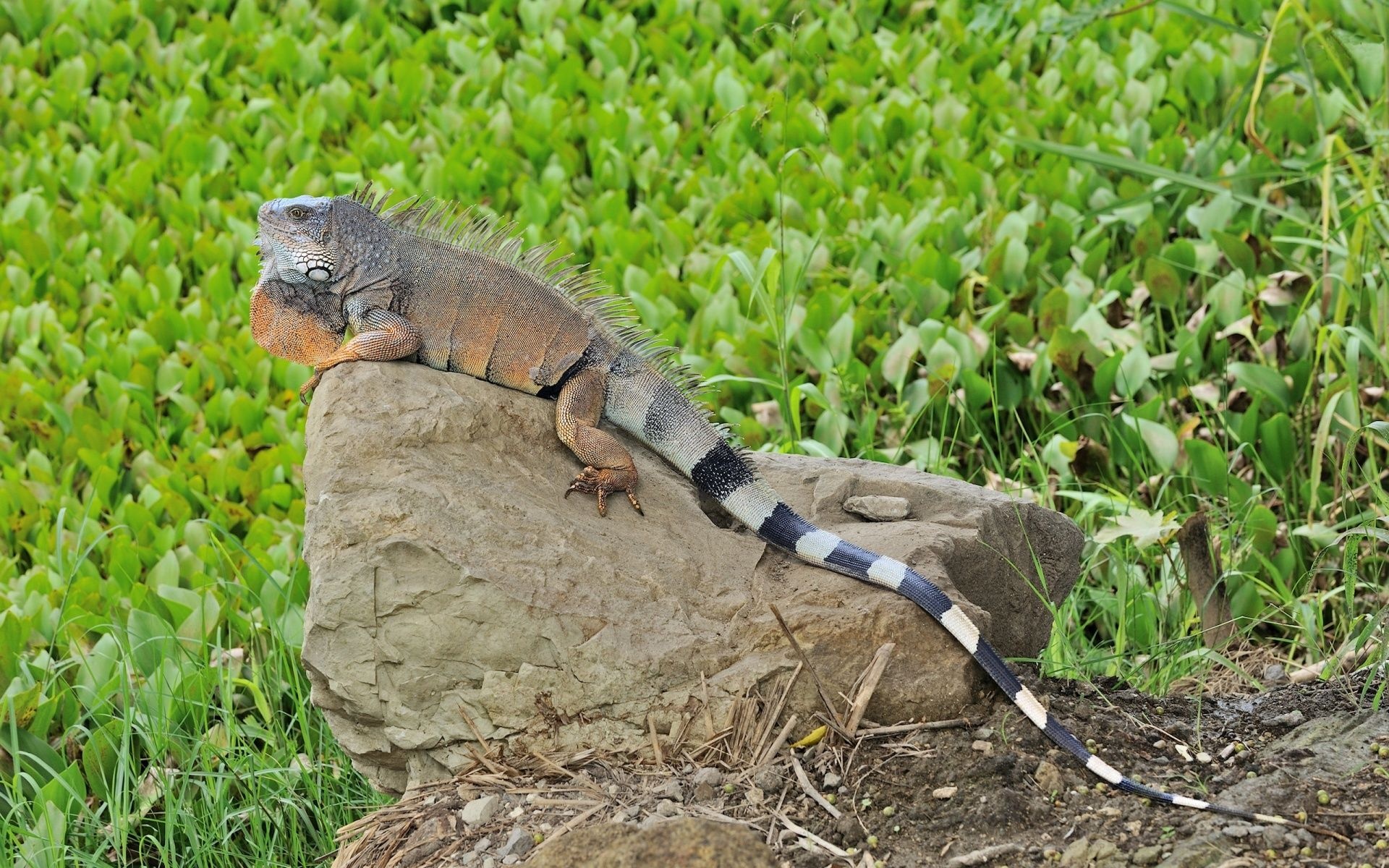Reptile Lizard Tail Iguana Stone