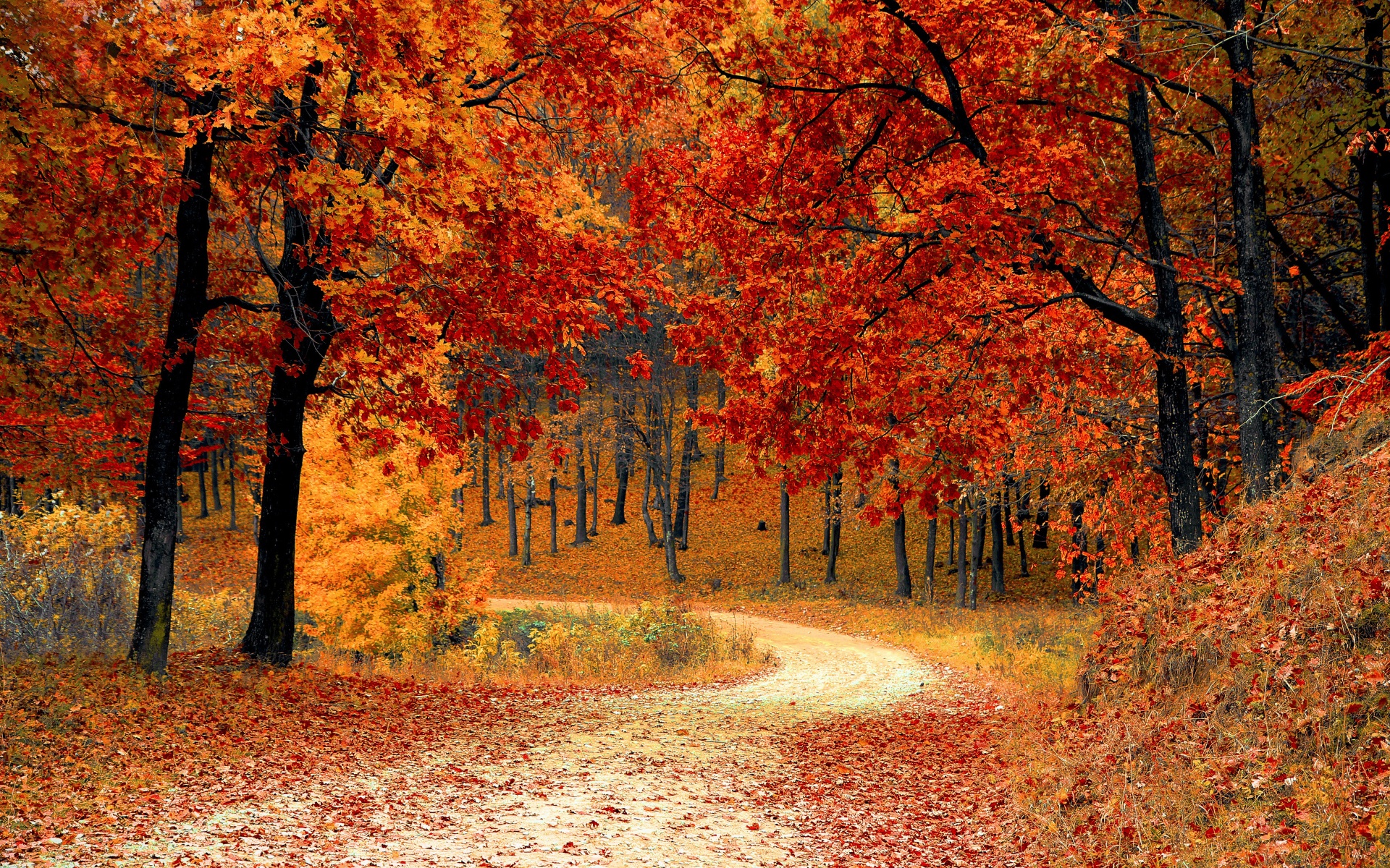 Road Right In The Autumn