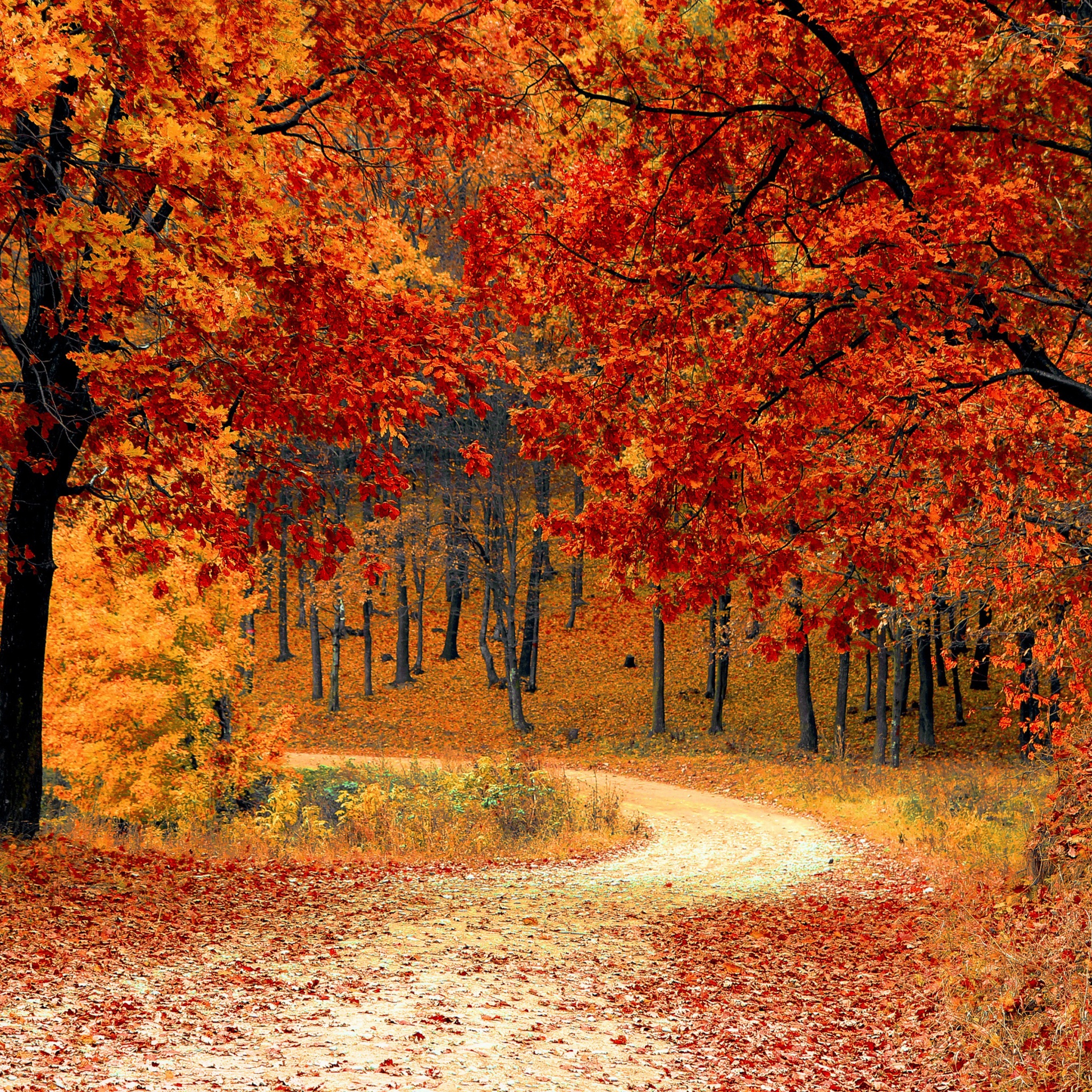 Road Right In The Autumn