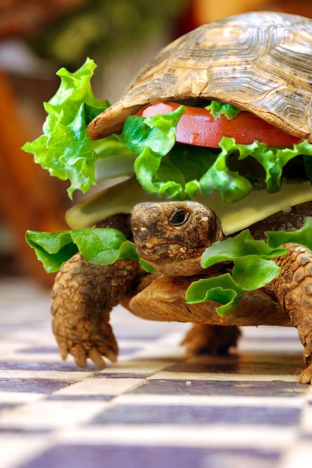 Sandwiches Funny Turtles Hamburgers Photomanipulations