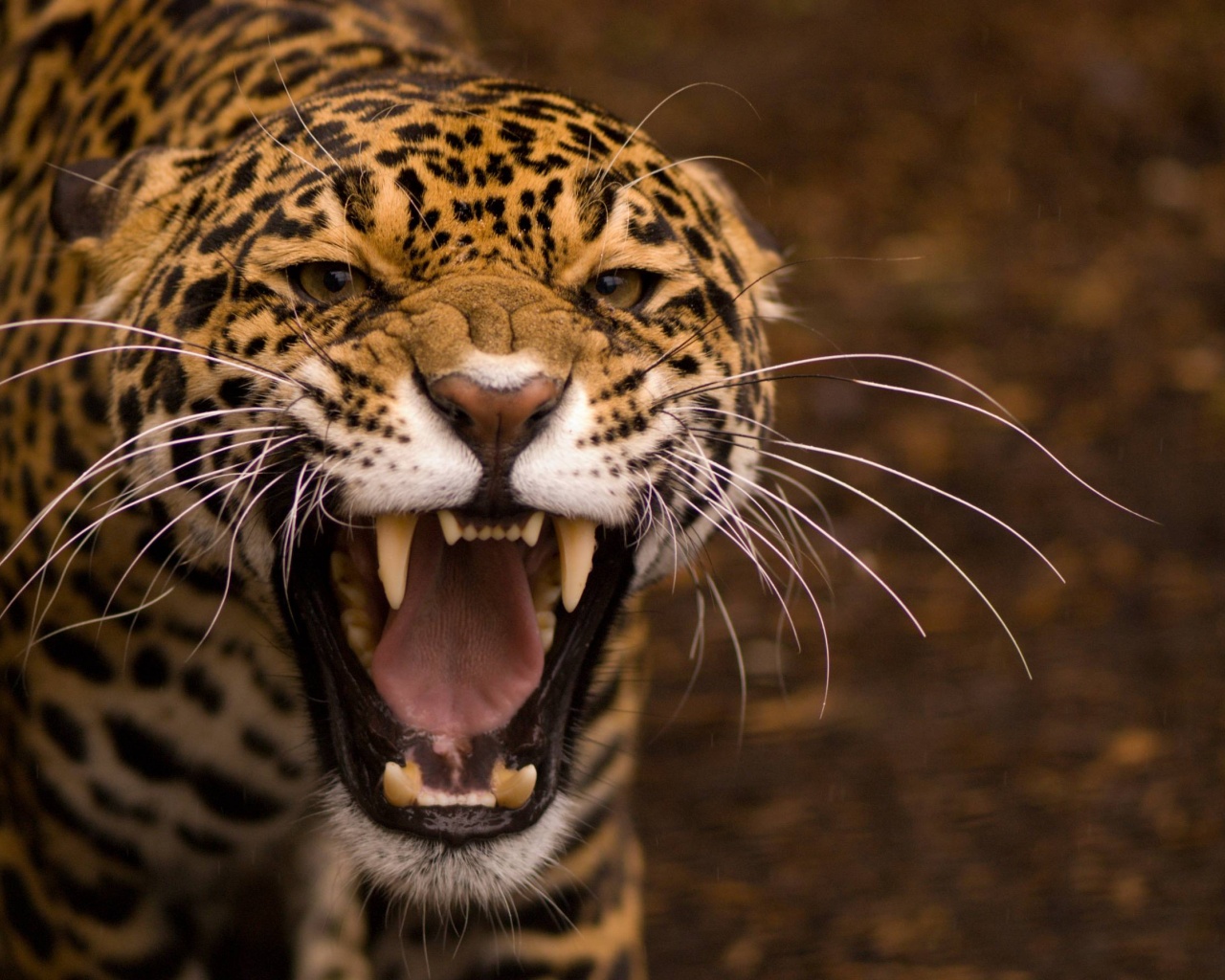 Snarling Jaguar