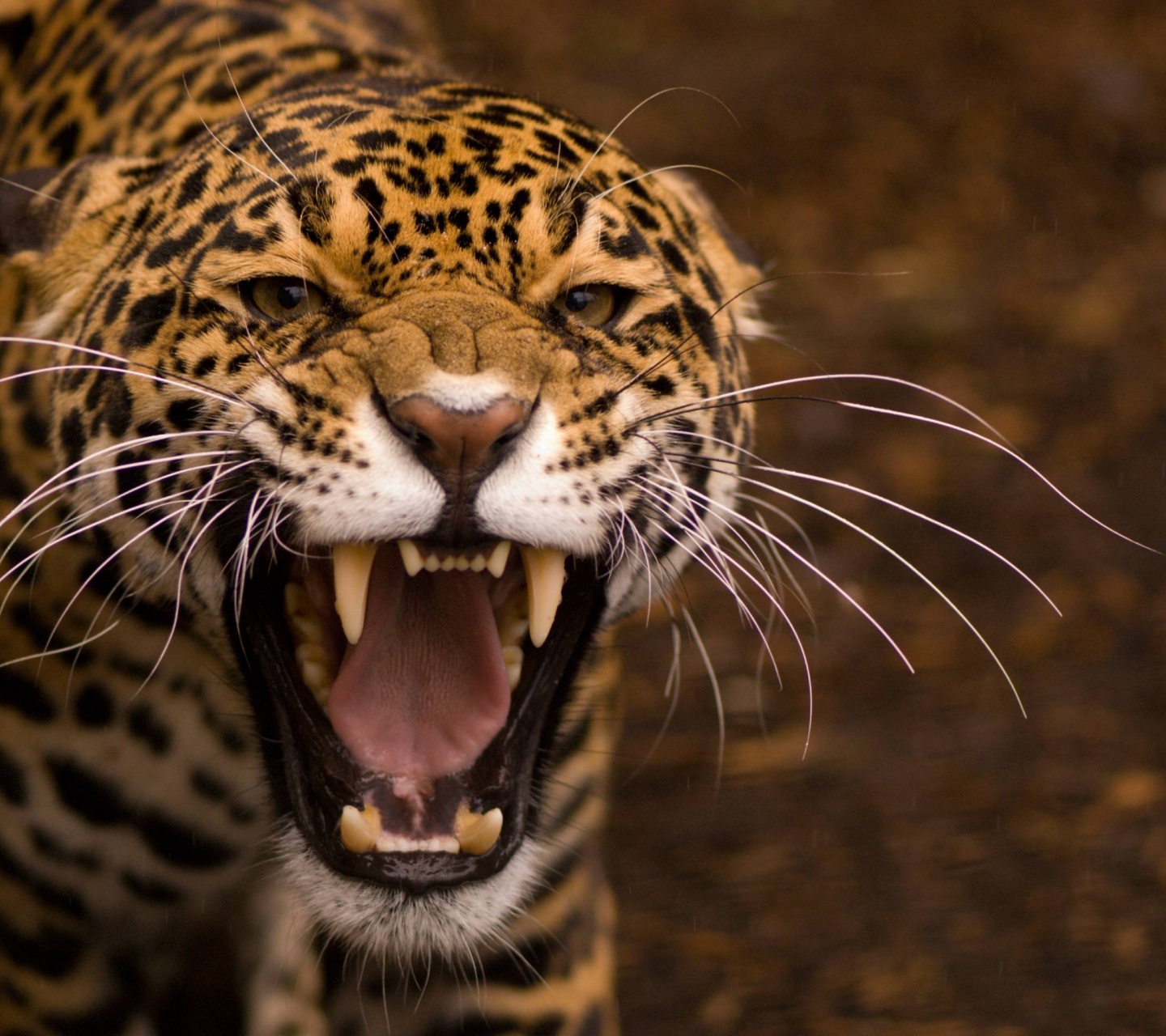 Snarling Jaguar