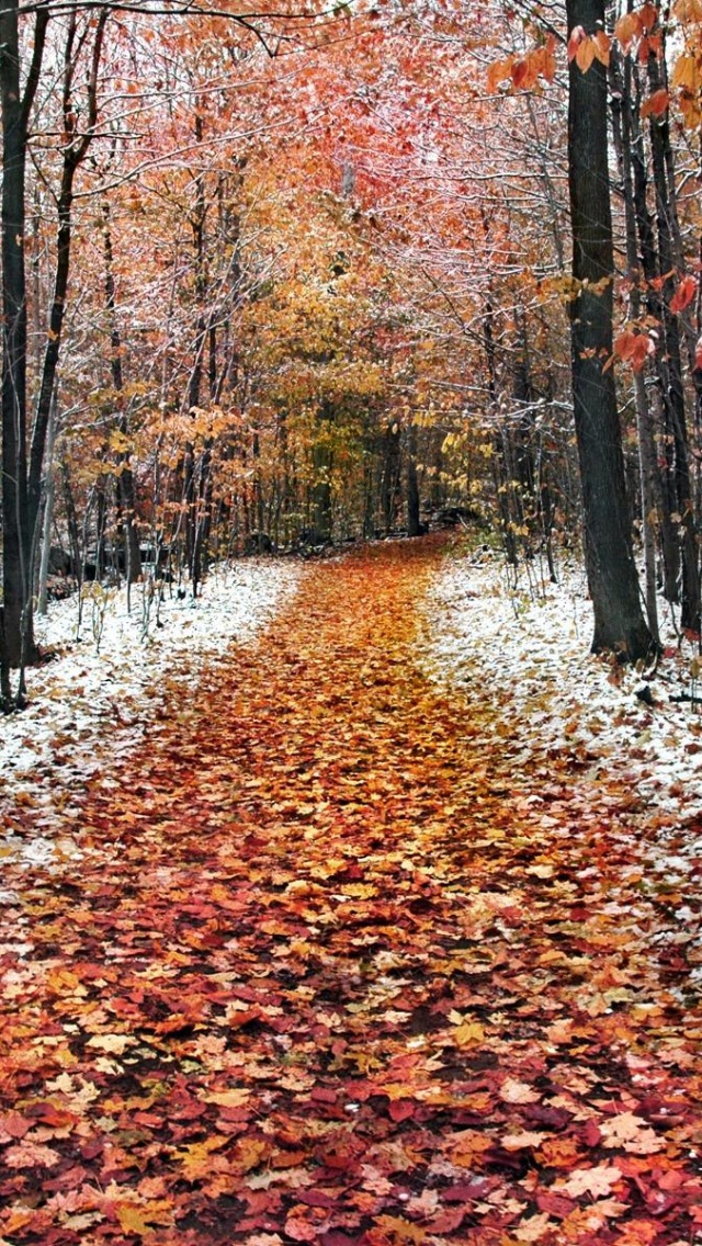 Snow Leaves Forest Roads Nature Landscape